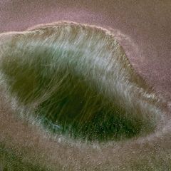 Zwergflamingos von oben