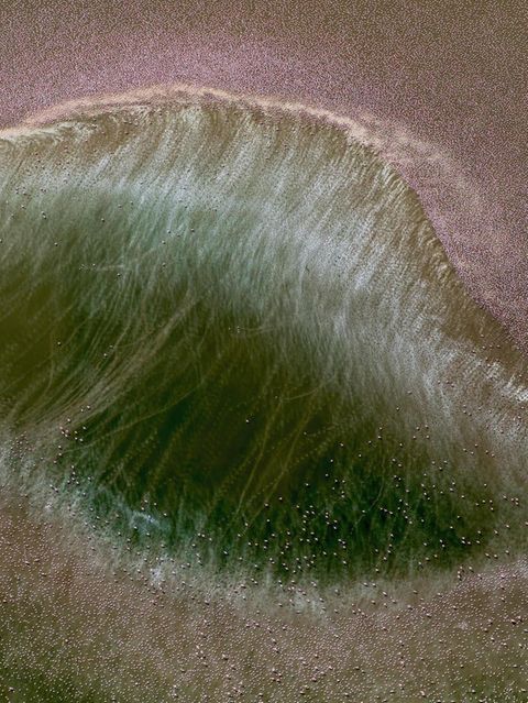 Zwergflamingos von oben