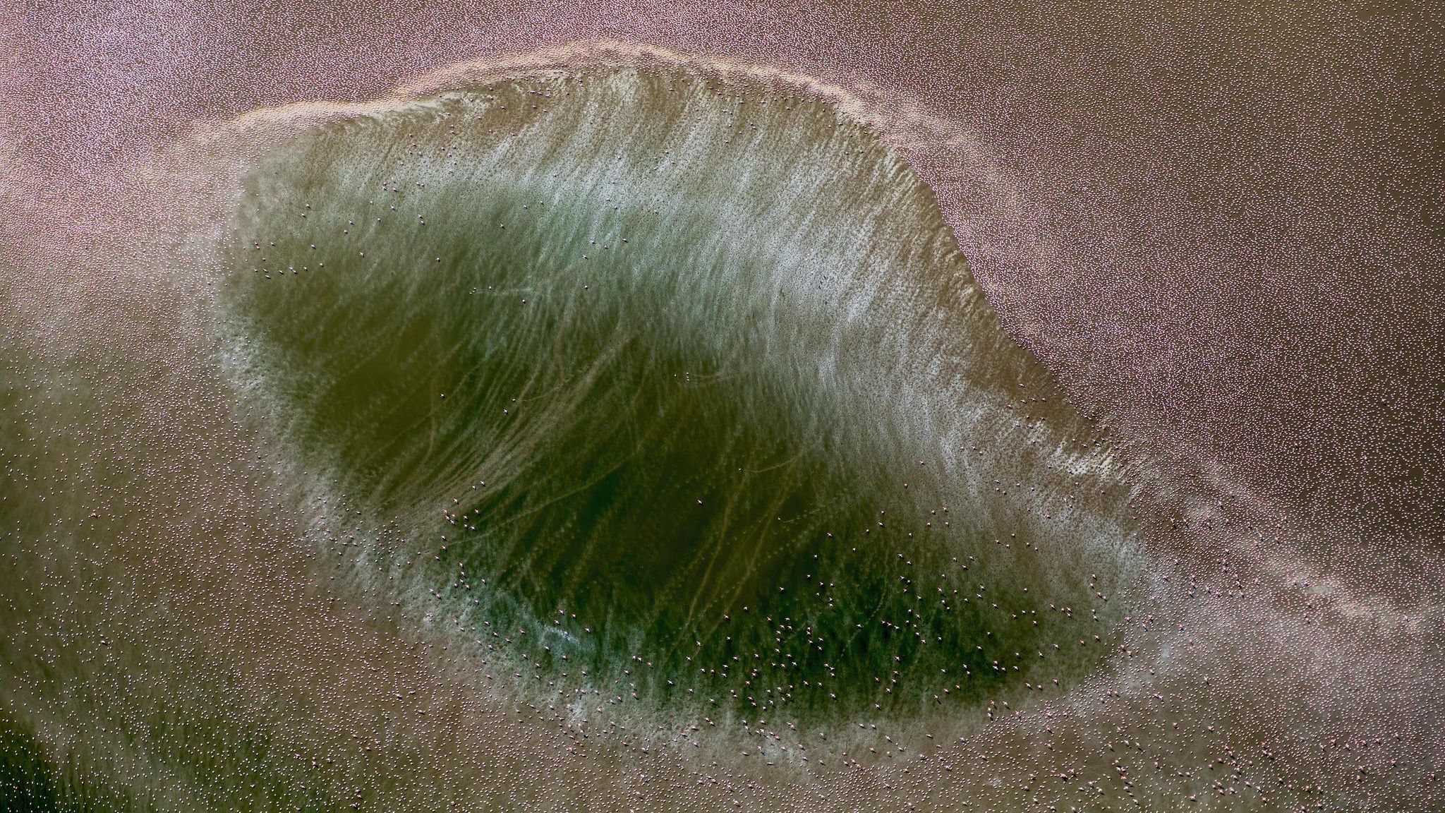 Zwergflamingos von oben