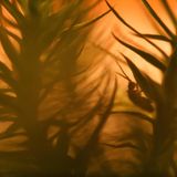 Springschwanz Ringelhörnler