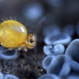 Kugelspringer auf Pilz