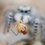 Springspinne jagt Springschwanz