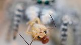 Springspinne jagt Springschwanz
