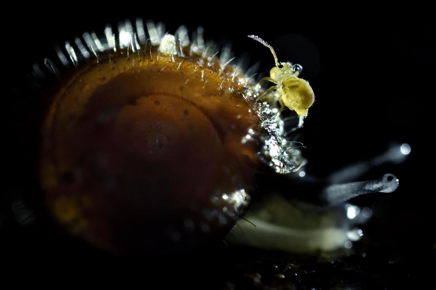 Springschwanz auf Schnecke