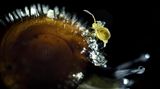 Springschwanz auf Schnecke