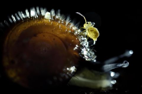 Springschwanz auf Schnecke