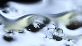 Springschwanz auf Schmelzwasser