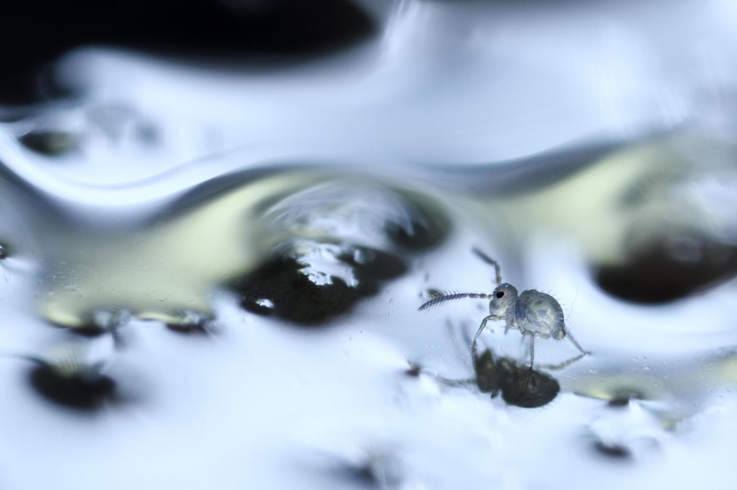 Springschwanz auf Schmelzwasser