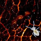 Springschwanz auf rotem Blatt