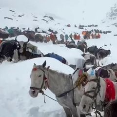 n this photo taken Oct. 4, 2025 and released by Lingsuiye, villagers with their oxen and horses ascend the mountain during rescue efforts to reach hundreds of hikers trapped by heavy snow at tourist campsites on a slope of Mount Everest in Tibet on Sunday, Oct. 5, 2025. (Lingsuiye via AP)