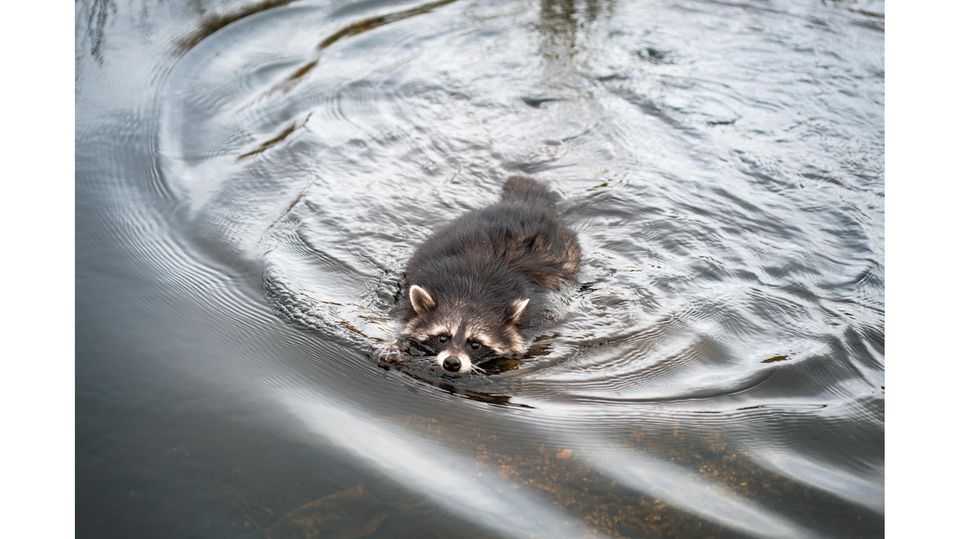 Waschbären sind hervorragende Schwimmer. So gelangen sie auch an die Gelege von Vögeln, die Nester auf dem Wasser bauen