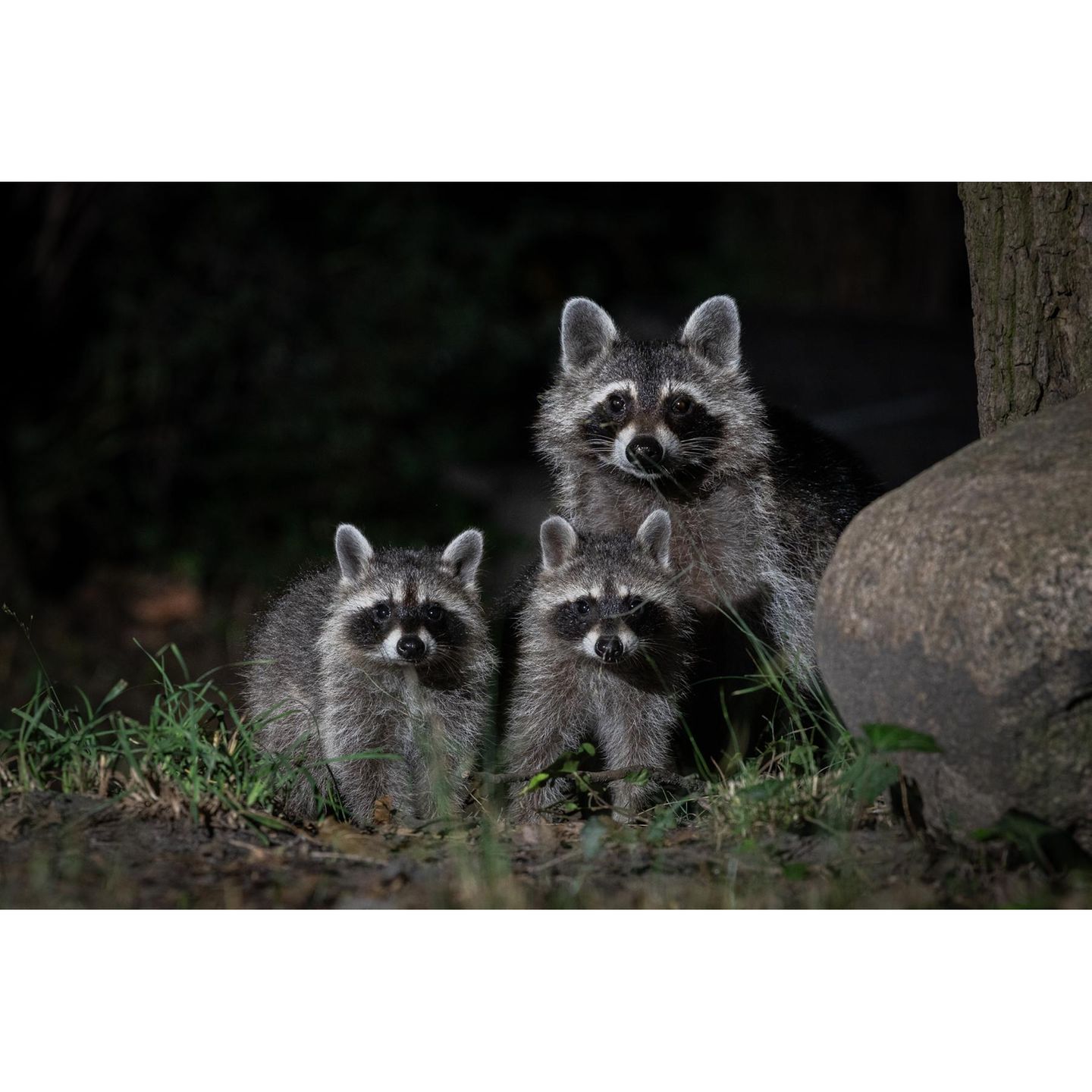 Natur und Umwelt: Wilde Wanderer