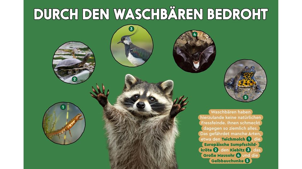 Natur und Umwelt: Wilde Wanderer