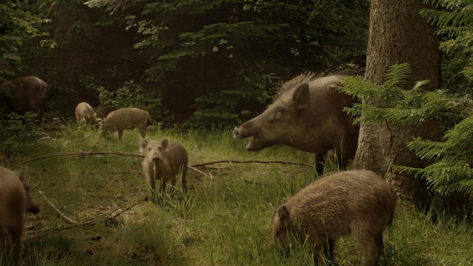 Dokumentation: Auf der Jagd: Wem gehört die Natur?
