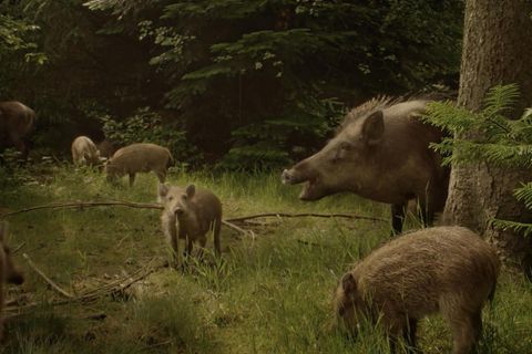 Dokumentation: Auf der Jagd: Wem gehört die Natur?