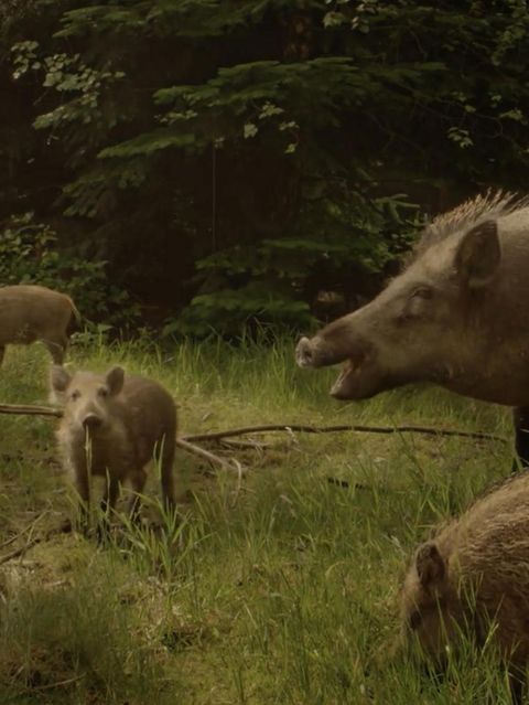 Dokumentation: Auf der Jagd: Wem gehört die Natur?