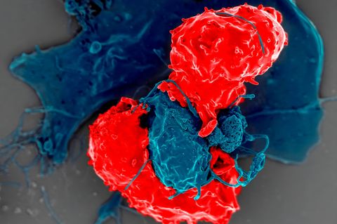 Regulatorische T-Zellen (rot) unter dem Rasterelektronenmikroskop. Die blau eingefärbte Zelle präsentiert ihnen Antigene: Moleküle, auf die das Immunsystem reagieren kann