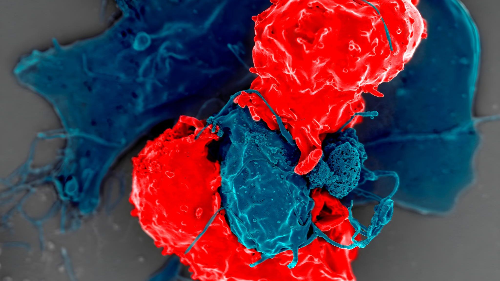 Regulatorische T-Zellen (rot) unter dem Rasterelektronenmikroskop. Die blau eingefärbte Zelle präsentiert ihnen Antigene: Moleküle, auf die das Immunsystem reagieren kann