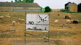 Ein Feld mit Schafen auf dem ein graues Schild mit der Aufschrift 60 seconds to desaster