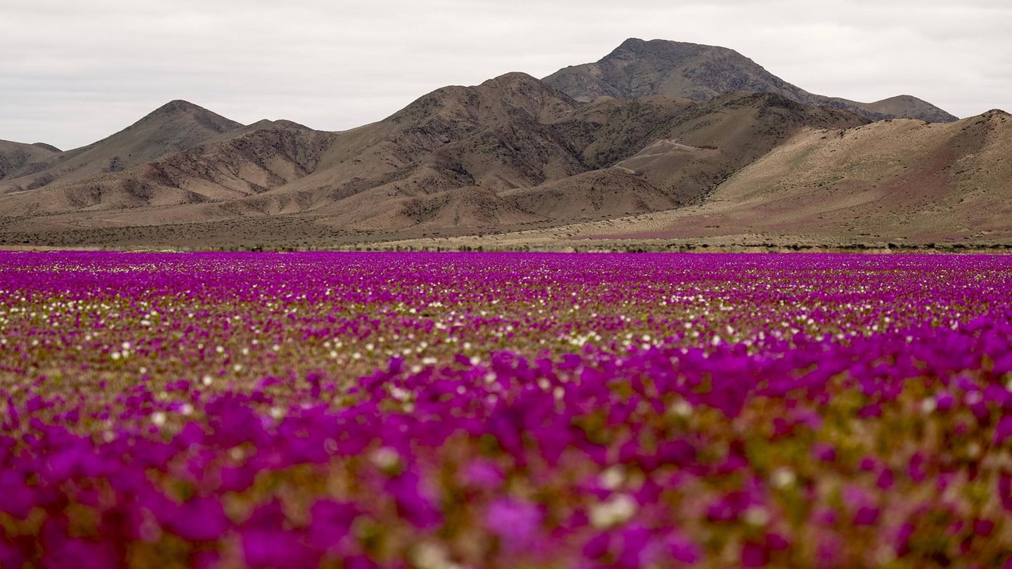 Naturschauspiel-Bl-tenmeer-in-der-W-ste-Die-Atacama-erwacht-zum-Leben
