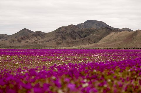 Regenfälle haben die Atacama-Wüste zum Leben erweckt und in ein leuchtendes Blumenmeer verwandelt