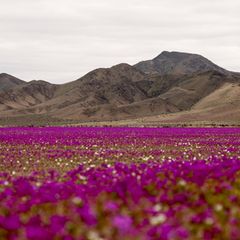 Regenfälle haben die Atacama-Wüste zum Leben erweckt und in ein leuchtendes Blumenmeer verwandelt