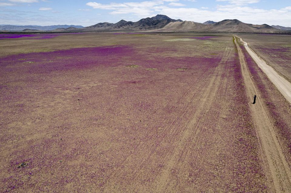 Der trockene Wüstenboden wirkt durch die Blumen wie mit farbigem Puderzucker bestäubt. In Jahren wie diesem blühen hier 200 verschiedene Pflanzenarten