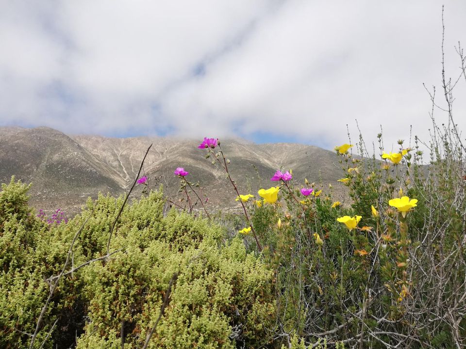 Mal gelb, mal pinkfarben leuchten die Blumen in der Atacama-Wüste. Viele von ihnen sind hier endemisch und schlummern jahrelang im Boden, bevor sie zum Leben erwachen