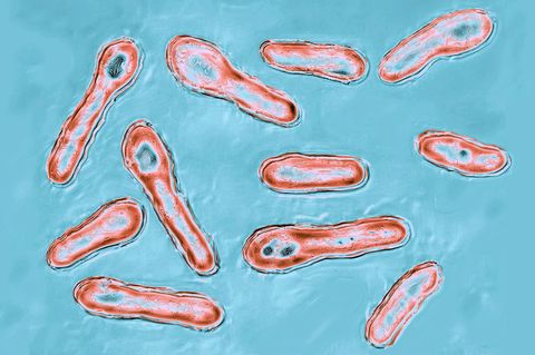 Neurotoxin Clostridium botulinum