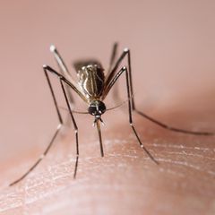 Asiatische Tigermücke überträgt das Chikungunya-Virus