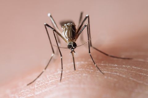 Asiatische Tigermücke überträgt das Chikungunya-Virus