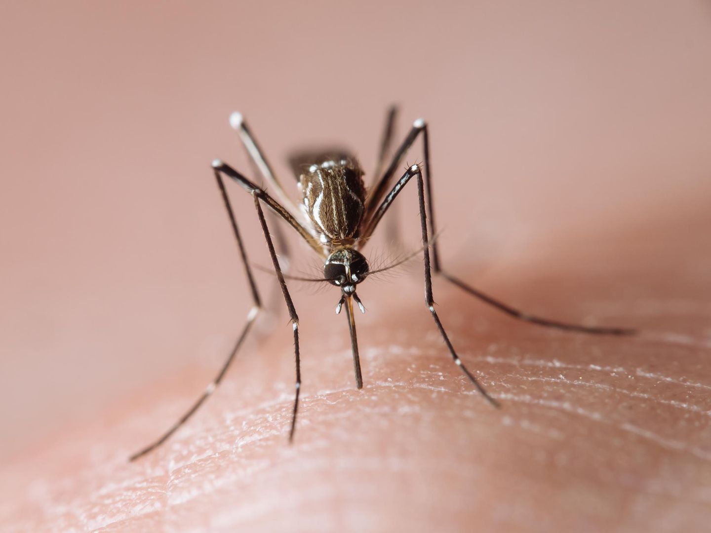 Asiatische Tigermücke überträgt das Chikungunya-Virus