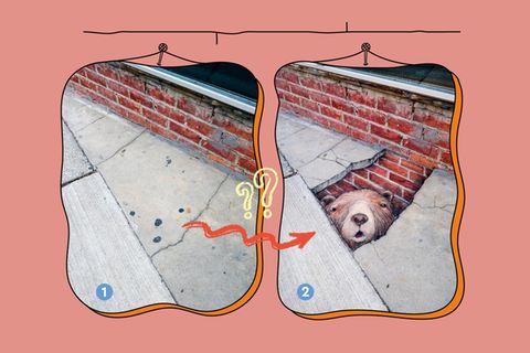 Bär im Bürgersteig: In den dunklen Flecken sieht David Zinn ein Gesicht – und malt den Rest des Kopfes mit Kreide drum herum