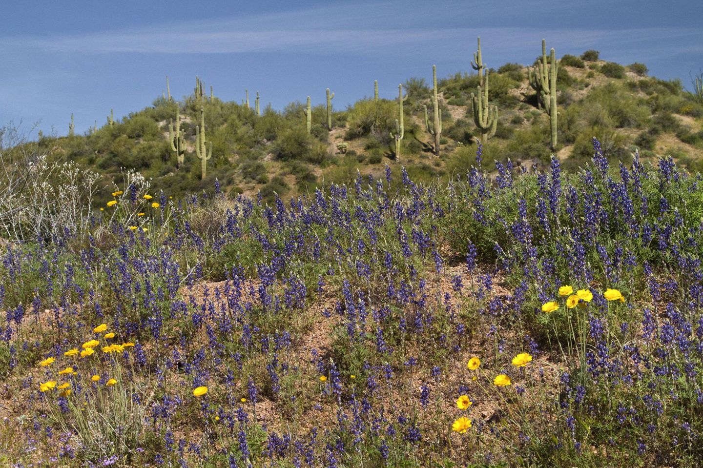 Sonora-Wüste Die Sonora-Wüste ist die südliche Nachbarin der Mojave und steht dieser in puncto Blüte um nichts nach. Im Gegenteil, in regenreichen Jahren kann sie sich gleich zwei Mal in einen mit Leben pulsierenden Garten Eden verwandeln. Gelbe, weiße und lilafarbene Wildblumen wie die hier abgebildete Arizona-Lupine (Lupinus arizonicus ) überziehen dann den Wüstenboden. Der Saguaro-Kaktus (Carnegiea gigantea) ragt bis zu 15 Meter hoch aus der Wildblumenwiese und stiehlt den Blumen mit seiner in nassen Jahren besonders prächtigen Blüte die Show. Die Wüste blüht dann von Mitte Februar bis Mitte Juni, ehe sich nach dem ersten Sommerregen eine zweite, deutlich schüchternere Blüte zeigen kann, die bis in den Herbst ausharrt. Dank ihrer Wandlungsfähigkeit zählt die Sonora im Grenzgebiet zwischen Mexiko und den USA zu den artenreichsten Wüsten der Welt. Hier teilen sich Klapperschlangen, Echsen, Schildkröten, Salamander und Vogelspinnen ihr Zuhause mit zahlreichen Vögeln: Wegekuckucke flitzen über den heißen Wüstensand, Spechte bauen in Saguaro-Kakteen ihre Bruthöhlen und Falken thronen auf ihren Spitzen, während sie nach der nächsten Beute Ausschau halten.