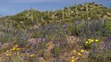 Die Sonora-Wüste ist die südliche Nachbarin der Mojave und steht dieser in puncto Blüte um nichts nach. Im Gegenteil, in regenreichen Jahren kann sie sich gleich zwei Mal in einen mit Leben pulsierenden Garten Eden verwandeln. Gelbe, weiße und lilafarbene Wildblumen wie die hier abgebildete Arizona-Lupine (Lupinus arizonicus ) überziehen dann den Wüstenboden. Der Saguaro-Kaktus (Carnegiea gigantea) ragt bis zu 15 Meter hoch aus der Wildblumenwiese und stiehlt den Blumen mit seiner in nassen Jahren besonders prächtigen Blüte die Show. Die Wüste blüht dann von Mitte Februar bis Mitte Juni, ehe sich nach dem ersten Sommerregen eine zweite, deutlich schüchternere Blüte zeigen kann, die bis in den Herbst ausharrt. Dank ihrer Wandlungsfähigkeit zählt die Sonora im Grenzgebiet zwischen Mexiko und den USA zu den artenreichsten Wüsten der Welt. Hier teilen sich Klapperschlangen, Echsen, Schildkröten, Salamander und Vogelspinnen ihr Zuhause mit zahlreichen Vögeln: Wegekuckucke flitzen über den heißen Wüstensand, Spechte bauen in Saguaro-Kakteen ihre Bruthöhlen und Falken thronen auf ihren Spitzen, während sie nach der nächsten Beute Ausschau halten. 