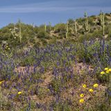 Die Sonora-Wüste ist die südliche Nachbarin der Mojave und steht dieser in puncto Blüte um nichts nach. Im Gegenteil, in regenreichen Jahren kann sie sich gleich zwei Mal in einen mit Leben pulsierenden Garten Eden verwandeln. Gelbe, weiße und lilafarbene Wildblumen wie die hier abgebildete Arizona-Lupine (Lupinus arizonicus ) überziehen dann den Wüstenboden. Der Saguaro-Kaktus (Carnegiea gigantea) ragt bis zu 15 Meter hoch aus der Wildblumenwiese und stiehlt den Blumen mit seiner in nassen Jahren besonders prächtigen Blüte die Show. Die Wüste blüht dann von Mitte Februar bis Mitte Juni, ehe sich nach dem ersten Sommerregen eine zweite, deutlich schüchternere Blüte zeigen kann, die bis in den Herbst ausharrt. Dank ihrer Wandlungsfähigkeit zählt die Sonora im Grenzgebiet zwischen Mexiko und den USA zu den artenreichsten Wüsten der Welt. Hier teilen sich Klapperschlangen, Echsen, Schildkröten, Salamander und Vogelspinnen ihr Zuhause mit zahlreichen Vögeln: Wegekuckucke flitzen über den heißen Wüstensand, Spechte bauen in Saguaro-Kakteen ihre Bruthöhlen und Falken thronen auf ihren Spitzen, während sie nach der nächsten Beute Ausschau halten. 