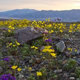 Die Josua-Palmililie (Yucca brevifolia), besser als Joshua Tree bekannt, ist das Wahrzeichen der Mojave. Abgesehen von diesem bizarren Agavengewächs ist die Wüste im Südwesten der USA jedoch karg und staubig. Schließlich zählt die Mojave zu den Regenschattenwüsten, ist also von Gebirgen umgeben, die Wolken stauen und abregnen lassen, bevor sie die Wüste erreichen. Außerdem beherbergt sie einen der heißesten Orte unseres Planeten: das Death Valley. All diese Widrigkeiten hindern die Wüste jedoch nicht daran ab, vor Leben zu explodieren – zumindest hin und wieder. Dann nämlich, wenn ein sogenannter Superbloom die karge Landschaft in eine Blumenwiese verwandelt. Die Zutaten dafür: Außergewöhnlich starke Regenfälle im Winter und sonnige Frühlingstage, die die im Boden schlummernden Samen zum Leben erwecken. Dann erblüht die Wüste im März und April in Windeseile.