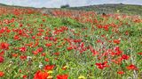 Ganz klar eine Blumenwiese, denk man beim Anblick dieses Fotos. Doch die roten Kronenanemonen, die hier ihre Kelche dem Himmel entgegenrecken, wachsen inmitten einer Wüste. Genauer gesagt in der Negev-Wüste im Süden Israels, die normalerweise von Nubischen Steinböcken, Streifenhyänen und dem seltenen Arabischen Leoparden durchstreift wird. Wenn zum Ende des Winters und Beginn des Frühjahrs der Regen fällt, erwacht die Wüste zum Leben und verwandelt sich in ein Blumenmeer. Und das leuchtet vor allem in einer Farbe: Rot. Neben den Anemonen und sprießen dann auch Klatschmohn und rote Tulpen aus der Erde. Kein Wunder also, dass die Blüte auch als Darom Adom, "Roter Süden", bezeichnet und mit einem gleichnamigen Festival gefeiert wird. Zeitweise war die rote Pracht bedroht, weil sich die Menschen an Wildblumensträußen aus ihr erfreuten. Inzwischen stehen die Blumen unter Schutz und können in Schutzgebieten bewundert werden. 