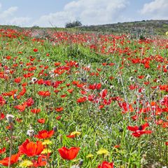 Ganz klar eine Blumenwiese, denk man beim Anblick dieses Fotos. Doch die roten Kronenanemonen, die hier ihre Kelche dem Himmel entgegenrecken, wachsen inmitten einer Wüste. Genauer gesagt in der Negev-Wüste im Süden Israels, die normalerweise von Nubischen Steinböcken, Streifenhyänen und dem seltenen Arabischen Leoparden durchstreift wird. Wenn zum Ende des Winters und Beginn des Frühjahrs der Regen fällt, erwacht die Wüste zum Leben und verwandelt sich in ein Blumenmeer. Und das leuchtet vor allem in einer Farbe: Rot. Neben den Anemonen und sprießen dann auch Klatschmohn und rote Tulpen aus der Erde. Kein Wunder also, dass die Blüte auch als Darom Adom, "Roter Süden", bezeichnet und mit einem gleichnamigen Festival gefeiert wird. Zeitweise war die rote Pracht bedroht, weil sich die Menschen an Wildblumensträußen aus ihr erfreuten. Inzwischen stehen die Blumen unter Schutz und können in Schutzgebieten bewundert werden. 