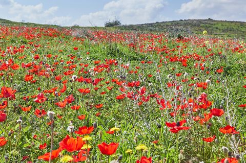 Ganz klar eine Blumenwiese, denk man beim Anblick dieses Fotos. Doch die roten Kronenanemonen, die hier ihre Kelche dem Himmel entgegenrecken, wachsen inmitten einer Wüste. Genauer gesagt in der Negev-Wüste im Süden Israels, die normalerweise von Nubischen Steinböcken, Streifenhyänen und dem seltenen Arabischen Leoparden durchstreift wird. Wenn zum Ende des Winters und Beginn des Frühjahrs der Regen fällt, erwacht die Wüste zum Leben und verwandelt sich in ein Blumenmeer. Und das leuchtet vor allem in einer Farbe: Rot. Neben den Anemonen und sprießen dann auch Klatschmohn und rote Tulpen aus der Erde. Kein Wunder also, dass die Blüte auch als Darom Adom, "Roter Süden", bezeichnet und mit einem gleichnamigen Festival gefeiert wird. Zeitweise war die rote Pracht bedroht, weil sich die Menschen an Wildblumensträußen aus ihr erfreuten. Inzwischen stehen die Blumen unter Schutz und können in Schutzgebieten bewundert werden. 