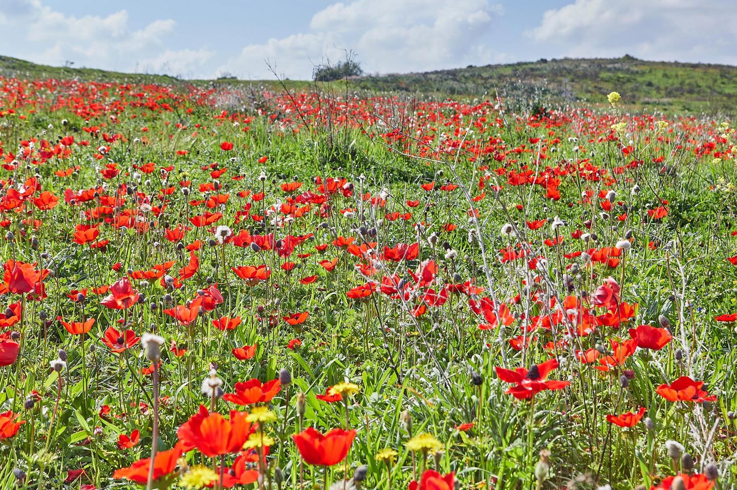 Negev-Wüste Ganz klar eine Blumenwiese, denk man beim Anblick dieses Fotos. Doch die roten Kronenanemonen, die hier ihre Kelche dem Himmel entgegenrecken, wachsen inmitten einer Wüste. Genauer gesagt in der Negev-Wüste im Süden Israels, die normalerweise von Nubischen Steinböcken, Streifenhyänen und dem seltenen Arabischen Leoparden durchstreift wird. Wenn zum Ende des Winters und Beginn des Frühjahrs der Regen fällt, erwacht die Wüste zum Leben und verwandelt sich in ein Blumenmeer. Und das leuchtet vor allem in einer Farbe: Rot. Neben den Anemonen und sprießen dann auch Klatschmohn und rote Tulpen aus der Erde. Kein Wunder also, dass die Blüte auch als Darom Adom, "Roter Süden", bezeichnet und mit einem gleichnamigen Festival gefeiert wird. Zeitweise war die rote Pracht bedroht, weil sich die Menschen an Wildblumensträußen aus ihr erfreuten. Inzwischen stehen die Blumen unter Schutz und können in Schutzgebieten bewundert werden.