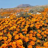 Während das plötzlich auftauchende Blumenmeer in manchen Wüsten ein unberechenbares Spektakel ist, besticht die Wüstenblüte im Namaqualand durch Verlässlichkeit: Pünktlich zum Frühlingsbeginn auf der Südhalbkugel entfaltet sie jedes Jahr zwischen Ende August und Anfang September ihre Pracht. Sobald der erste Regen fällt, verwandelt sich die Halbwüste zwischen Südafrika und Namibia praktisch über Nacht in eine gigantische Wildblumenwiese. Besonders um die Stadt Springbok herum blühen dann Blumen wie die Buschige Kapringelblume (Dimorphotheca sinuata), die auch als Namaqualand-Gänseblümchen bekannt ist. Wenn dann noch eine Antilope über das orangefarbene Blütenmeer springt oder ein Erdmännchen hinter einer Margarite hervorlugt, ist das Wüstenwunder perfekt. Ganz einfach zu beobachten ist dieses allerdings trotz seiner Regelmäßigkeit nicht: Die Blütezeit variiert lokal und schon nach kurzer Zeit sind die Blumen wieder verschwunden.