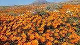 Während das plötzlich auftauchende Blumenmeer in manchen Wüsten ein unberechenbares Spektakel ist, besticht die Wüstenblüte im Namaqualand durch Verlässlichkeit: Pünktlich zum Frühlingsbeginn auf der Südhalbkugel entfaltet sie jedes Jahr zwischen Ende August und Anfang September ihre Pracht. Sobald der erste Regen fällt, verwandelt sich die Halbwüste zwischen Südafrika und Namibia praktisch über Nacht in eine gigantische Wildblumenwiese. Besonders um die Stadt Springbok herum blühen dann Blumen wie die Buschige Kapringelblume (Dimorphotheca sinuata), die auch als Namaqualand-Gänseblümchen bekannt ist. Wenn dann noch eine Antilope über das orangefarbene Blütenmeer springt oder ein Erdmännchen hinter einer Margarite hervorlugt, ist das Wüstenwunder perfekt. Ganz einfach zu beobachten ist dieses allerdings trotz seiner Regelmäßigkeit nicht: Die Blütezeit variiert lokal und schon nach kurzer Zeit sind die Blumen wieder verschwunden.