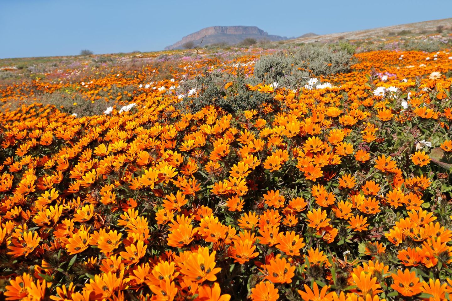 Namaqualand Während das plötzlich auftauchende Blumenmeer in manchen Wüsten ein unberechenbares Spektakel ist, besticht die Wüstenblüte im Namaqualand durch Verlässlichkeit: Pünktlich zum Frühlingsbeginn auf der Südhalbkugel entfaltet sie jedes Jahr zwischen Ende August und Anfang September ihre Pracht. Sobald der erste Regen fällt, verwandelt sich die Halbwüste zwischen Südafrika und Namibia praktisch über Nacht in eine gigantische Wildblumenwiese. Besonders um die Stadt Springbok herum blühen dann Blumen wie die Buschige Kapringelblume (Dimorphotheca sinuata), die auch als Namaqualand-Gänseblümchen bekannt ist. Wenn dann noch eine Antilope über das orangefarbene Blütenmeer springt oder ein Erdmännchen hinter einer Margarite hervorlugt, ist das Wüstenwunder perfekt. Ganz einfach zu beobachten ist dieses allerdings trotz seiner Regelmäßigkeit nicht: Die Blütezeit variiert lokal und schon nach kurzer Zeit sind die Blumen wieder verschwunden.