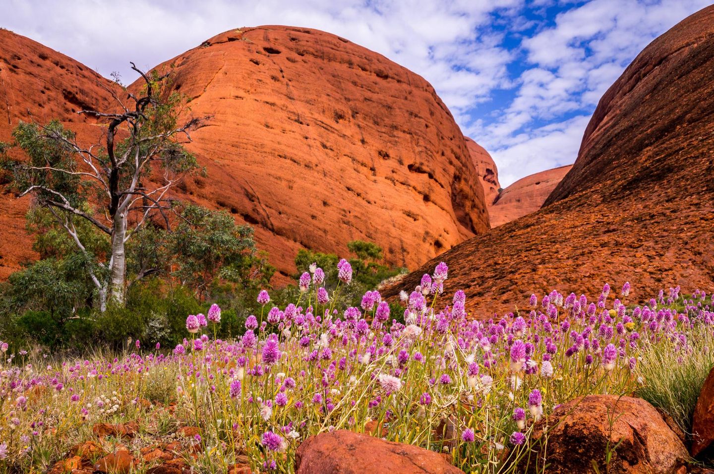 Australisches Outback Ockerfarben, Gold, Orange und Feuerrot – das ist normalerweise die Farbpalette, die das Outback im Herzen Australiens zu bieten hat. Doch von Juli bis Oktober gesellen sich Pink und Gelb, Lila und Weiß dazu. Denn mit dem Ende des australischen Sommers, das oftmals massig Regen mit sich bringt, erwachen Wüsten und Savannen plötzlich zum Leben. 12.000 verschiedene Arten von Wildblumen sprießen dann plötzlich aus dem roten Sand, Strohblumen wachsen neben Orchideen und Känguru-Blumen. Viele von ihnen sind endemisch, kommen also nirgendwo sonst auf der Welt vor. Sie verwandeln das karge Outback in einen Biodiversitätshotspot; mancherorts kämpfen sich die Blütenteppiche sogar bis zur Küste vor. Hier besiedeln Wildblumen etwa 30 Kilometer westlich des berühmten Uluru das "Tal der Winde".
