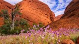 Ockerfarben, Gold, Orange und Feuerrot – das ist normalerweise die Farbpalette, die das Outback im Herzen Australiens zu bieten hat. Doch von Juli bis Oktober gesellen sich Pink und Gelb, Lila und Weiß dazu. Denn mit dem Ende des australischen Sommers, das oftmals massig Regen mit sich bringt, erwachen Wüsten und Savannen plötzlich zum Leben. 12.000 verschiedene Arten von Wildblumen sprießen dann plötzlich aus dem roten Sand, Strohblumen wachsen neben Orchideen und Känguru-Blumen. Viele von ihnen sind endemisch, kommen also nirgendwo sonst auf der Welt vor. Sie verwandeln das karge Outback in einen Biodiversitätshotspot; mancherorts kämpfen sich die Blütenteppiche sogar bis zur Küste vor. Hier besiedeln Wildblumen etwa 30 Kilometer westlich des berühmten Uluru das "Tal der Winde".