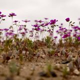 Eigentlich ist die Atacama-Wüste einer der trockensten Orte unseres Planeten: Die jährliche Regenmenge liegt deutlich unter einem Millimeter, stellenweise fallen jahrzehntelang keine Niederschläge. Und doch bringt der ausgedörrte Boden alle fünf bis zehn Jahre ein kleines Wunder hervor. Dann brechen zarte Triebe aus ihm hervor und entfalten pinkfarbene, weiße und gelbe Blüten. Deren Samen haben jahrzehntelang im Boden geschlummert und überziehen die trockene Wüste nun mit einem Teppich aus Blumen. Das vermeintliche Wunder ist allerdings simple Botanik: Die Atacama-Wüste blüht dann, wenn im vorangegangenen chilenischen Winter ungewöhnlich viel Regen gefallen ist, die Luftfeuchtigkeit anschließend hoch und die Tagestemperaturen während der Blütezeit mild sind. Weil all das in diesem Jahr zutrifft, steht die Atacama aktuell wieder in voller Blüte – sehr zur Freude sämtlicher Wüstenbewohner, die sich das Spektakel nicht entgehen lassen. 