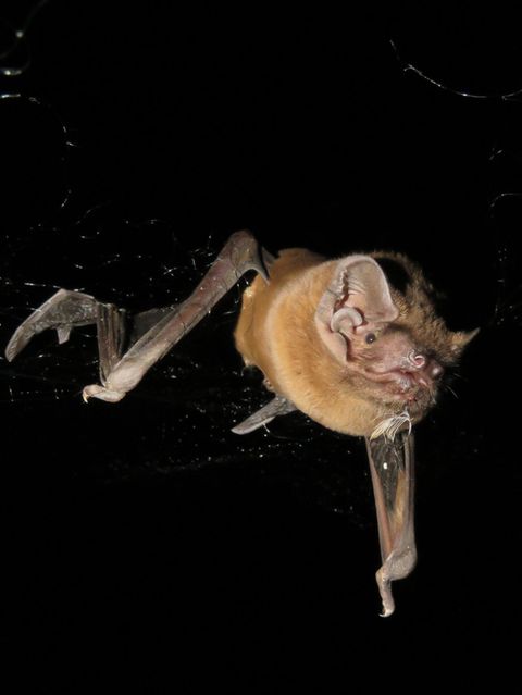 Ein Riesenabendsegler im Blitzlicht