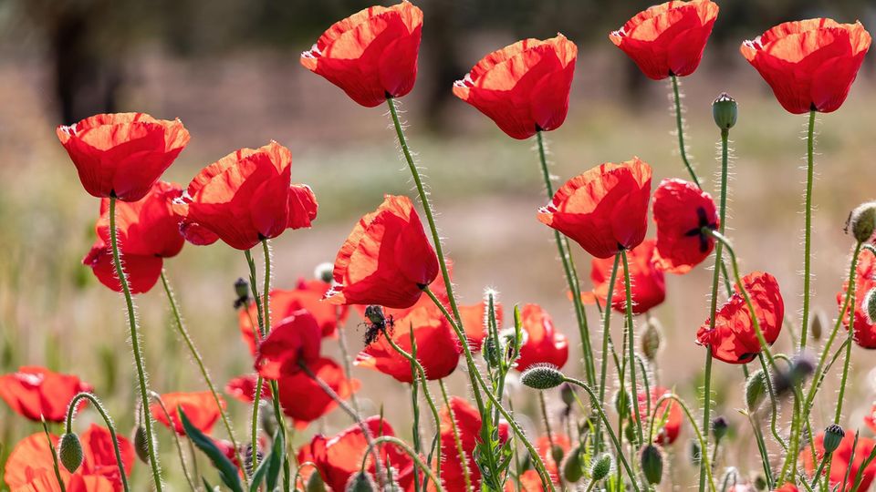 Kaltkeimer Klatschmohn Kaltkeimer Klatschmohn