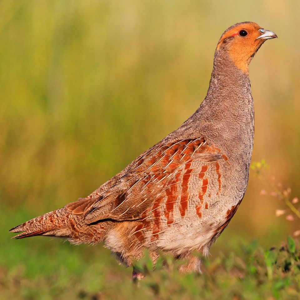 Einst fand das Rebhuhn (Perdix perdix) in unserer Kulturlandschaft ideale Bedingungen vor. Heute fehlen ihm Nahrung und Rückzugsorte